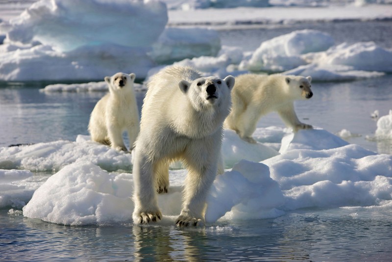 Blu-ray Film Frozen Planet (Polyband) im Test, Bild 2