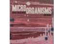 Schallplatte MicroOrganisms – Enders / Chicco / Rossy – Live in Graz (Ammerton) im Test, Bild 1